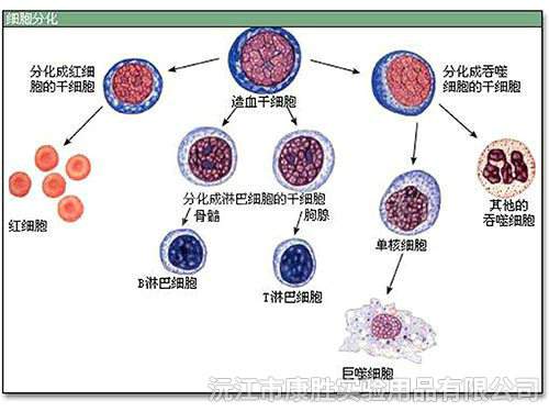 細(xì)胞分化